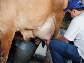 ExpoZebu: Inscrições para Concurso Leiteiro começam em março