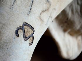 ABCZ comemora recorde histórico e retoma atividades em 2013