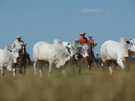 ABCZ promove reunião e cursos gratuitos em Barra do Garças