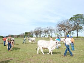 ABCZ oficializa Curso de Manejo de Animais em Curral e Pasto