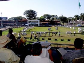 Leilões oficiais da raça Nelore iniciam o calendário na capital do zebu