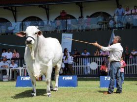 Leilões da Expoinel Mineira faturam R$ 5 milhões