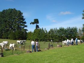 Dia de campo reforça importância da raça nelore no Paraná
