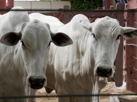 Implantação de Centro de Comercialização de Animais na Bahia deve beneficiar Pró-Genética