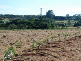 ABCZ lança ExpoZebu Dinâmica no mês de maio