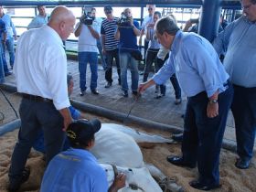 A ABCZ vai desenvolver pesquisa com clones tabapuã. 
