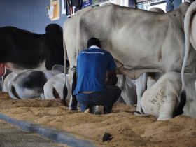 Encerradas inscrições para o 35º Concurso Leiteiro da ExpoZebu