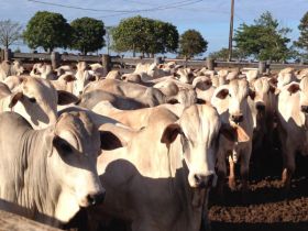 PGP a pasto contribui para seleção VRJO 