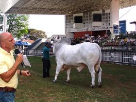 Superintendente Técnico da ABCZ destaca cuidados na seleção de corte