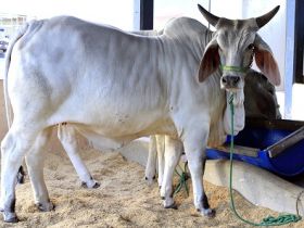 Raça Guzerá retorna à ExpoLondrina 