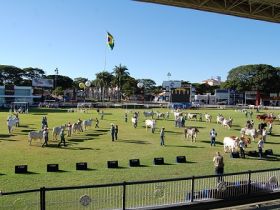 Definidos os jurados de raças da ExpoZebu 2013 