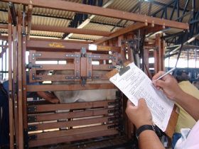 CDP tem recorde de pesagens e inscritos