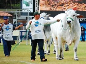 Serviço ExpoZebu: formulário para cadastro de tratadores já está disponível no site