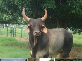 Museu do Zebu promove Concurso de Fotografia