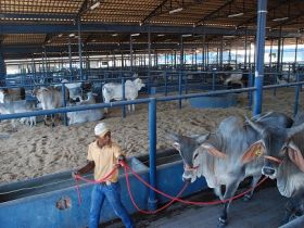Animais começam a chegar para a ExpoZebu 2013 