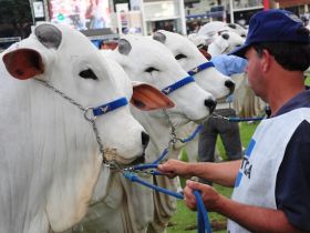 Últimos dias para inscrições de animais na ExpoZebu 2013