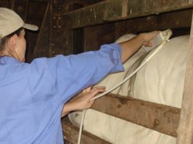 Ultrassonografia de carcaça em PGP ajuda na seleção 