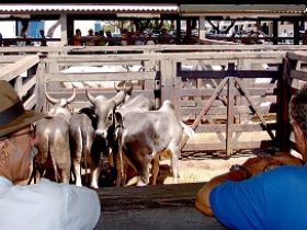 Emater-MG fará plantão técnico na ExpoZebu 2013