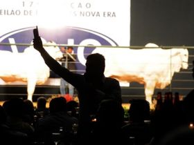 Leilões comercializam quase R$ 7 milhões