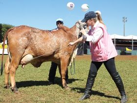 Zootecnistas formados pela FAZU atuam como jurados na ExpoZebu 