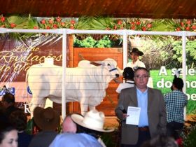 Leilões movimentam mais de R$21 milhões