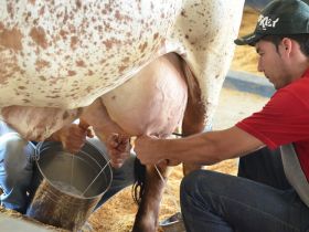 35ª Concurso Leiteiro da ExpoZebu será encerrado hoje