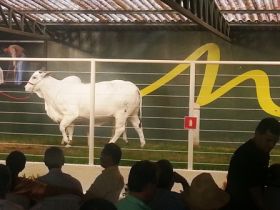 Leilões movimentam mais de R$38,5 milhões