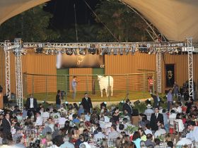 Leilões da ExpoZebu 2013 atingem mais de R$ 45 milhões