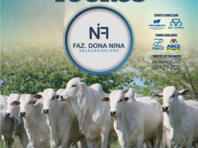 ?Feira de Touros Dona Nina? irá ofertar 50 touros Nelore PO no sábado (10)
