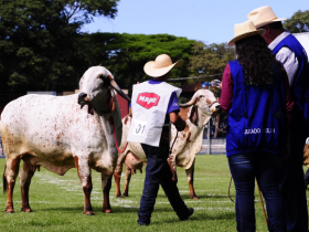 ExpoZebu 2021: prazo de inscrição com direito a indicação de jurados termina no próximo dia 5