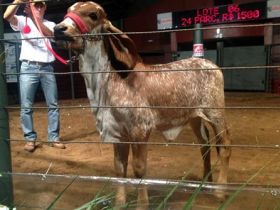 Leilões da ExpoZebu faturam quase R$47 milhões