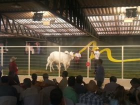 Leilões da ExpoZebu faturam quase R$50 milhões