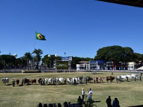 ExpoZebu supera expectativas e movimenta R$ 150 milhões