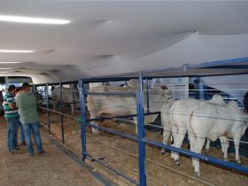 ABCZ abre inscrições para ExpoGenética 2013