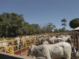 Pró-Genética no MT bate recorde de vendas
