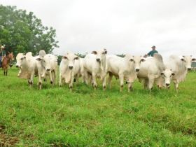 PMGZ e Vale do Boi, qualidade garante liquidez 