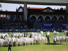 Seleção em pista será discutida durante Fórum na ABCZ