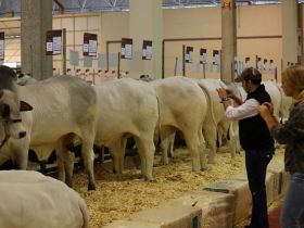 Zebu estará de ponta a ponta na Feicorte 2013