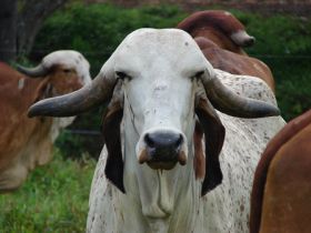 Concurso Leiteiro Natural, novidade da ExpoGenética 