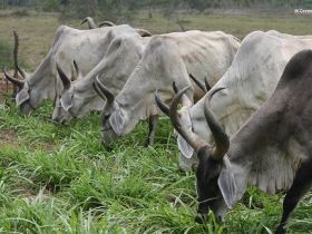 Inscrições para Concurso Leiteiro Natural continuam na Megaleite