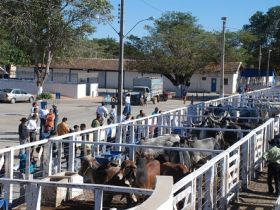 Sete feiras do Pró-Genética acontecem durante mês de julho