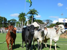 Concurso leiteiro de zebuínos tem quebra de recorde mundial