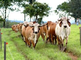 Avaliações Genéticas da raça gir podem ser consultadas pela internet