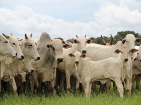 PMGZ convida para workshop na Bahia 