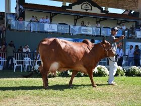 Raça sindi termina Megaleite com dois novos recordes