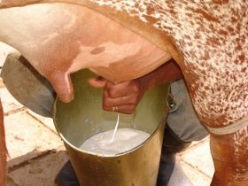 Leite orgânico produzido na FAZU ganhará o mercado 