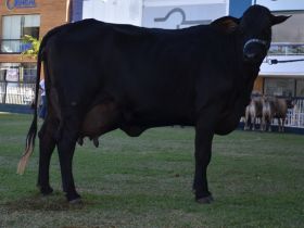 ABCZ publica relatórios de desempenho de fêmeas CCG
