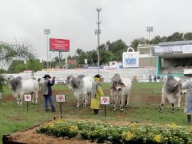 Raças zebuínas preparadas para a principal pista gaúcha. 