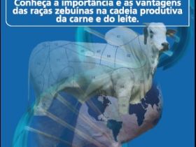 Zebu na Universidade 