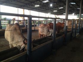 Concurso leiteiro natural: matrizes passam por adaptação